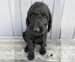 Small #4 Goldendoodle
