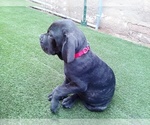 Small #2 Cane Corso