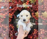 Puppy Sapphire Golden Retriever