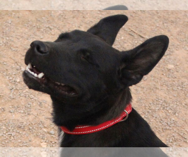 Medium Photo #3 Mutt Puppy For Sale in Cedar Crest, NM, USA