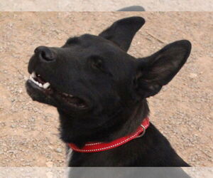 Mutt Dogs for adoption in Cedar Crest, NM, USA