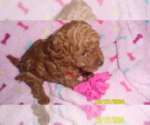 Poodle (Toy) Puppy for sale in DULUTH, GA, USA