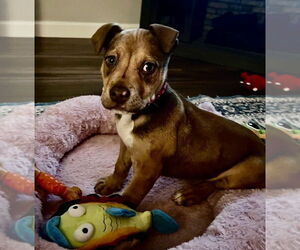 Labrador Retriever-Unknown Mix Dogs for adoption in Clarkston, MI, USA