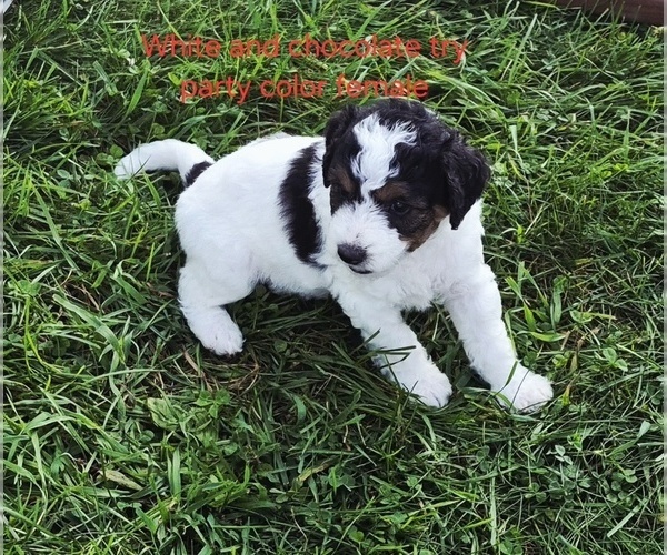 Medium Photo #10 Bernedoodle (Miniature) (+ Poodle Miniature) Puppy For Sale in DETROIT, MI, USA