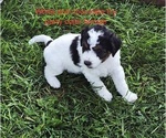 Puppy Puppy 4 Bernedoodle (Miniature) (+ Poodle Miniature)