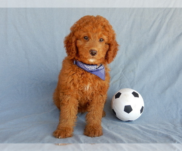 Medium Photo #8 Goldendoodle (Miniature) Puppy For Sale in MILLERSBURG, OH, USA