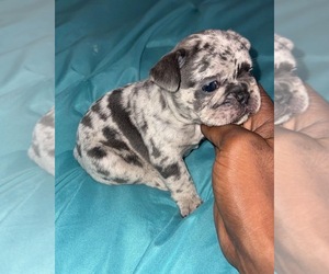 French Bulldog Puppy for sale in LYNWOOD, IL, USA