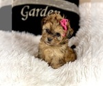 Small #11 Shih Tzu