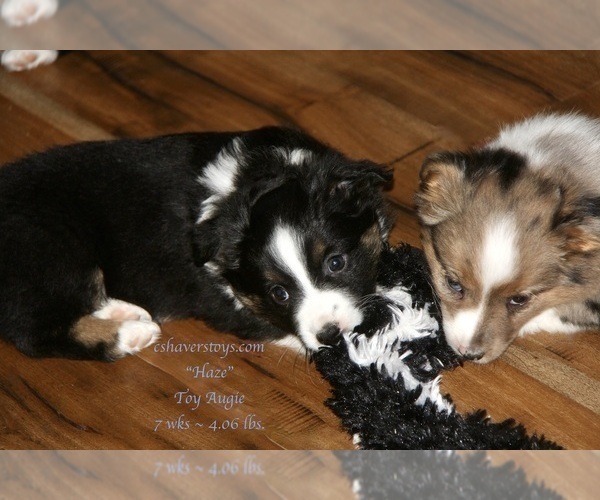 Medium Photo #15 Aussie-Corgi Puppy For Sale in LIND, WA, USA
