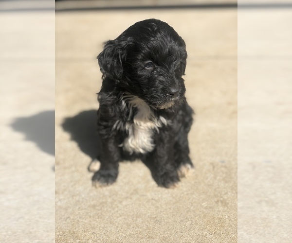 Medium Photo #9 Aussiedoodle Miniature  Puppy For Sale in SPENCER, TN, USA