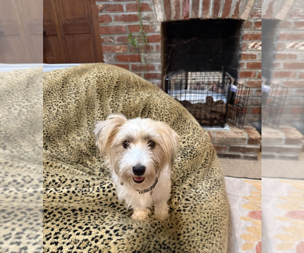 Medium Photo #7 Havanese-Unknown Mix Puppy For Sale in Rockville, MD, USA