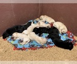 Small Photo #11 Labrador Retriever Puppy For Sale in WILSONVILLE, OR, USA