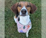 Small Treeing Walker Coonhound Mix