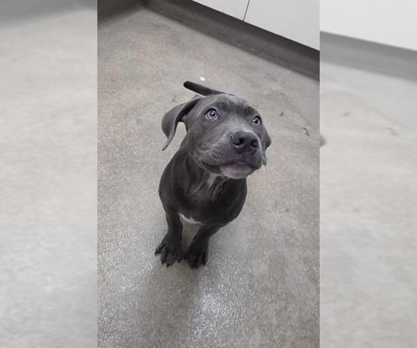 Medium Photo #1 Mutt Puppy For Sale in HESPERIA, CA, USA