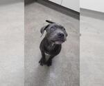 Small Mutt