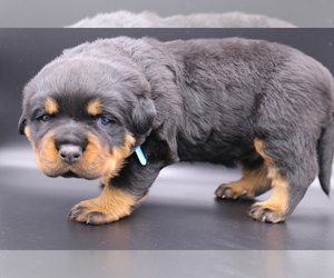 Rottweiler Puppy for sale in FONTANA, CA, USA