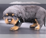 Small Photo #1 Rottweiler Puppy For Sale in FONTANA, CA, USA