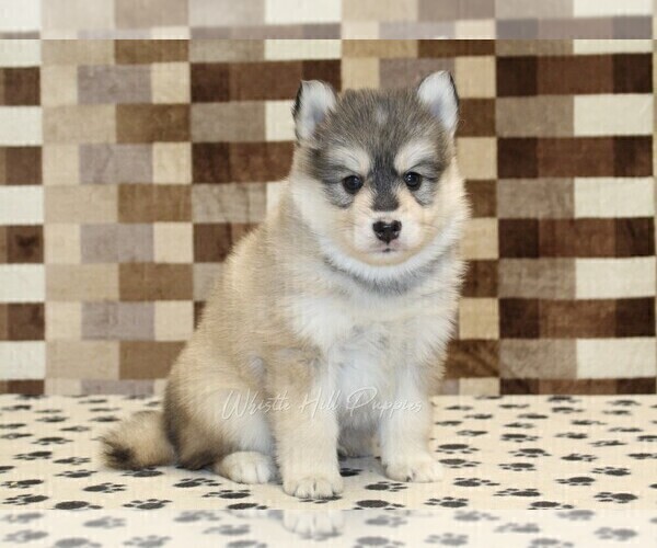 Medium Photo #3 Pomsky Puppy For Sale in DENVER, PA, USA