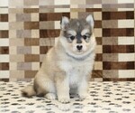 Small #2 Pomsky