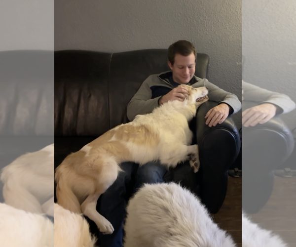 Medium Photo #5 Great Pyrenees-Unknown Mix Puppy For Sale in Dallas, TX, USA
