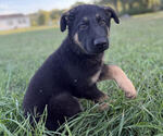 Puppy Dark Green Boy German Shepherd Dog