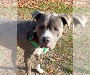 American Staffordshire Terrier Dogs for adoption in Sayreville, NJ, NJ, USA