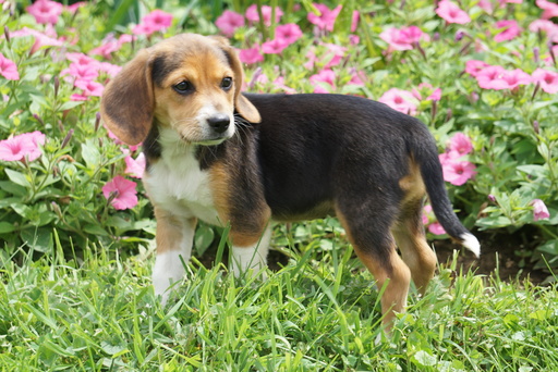View Ad: Beagle Puppy for Sale near Hungary