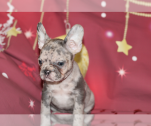 French Bulldog Puppy for sale in FAIRFAX, VA, USA