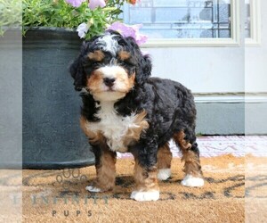 Bernedoodle (Miniature) Puppy for sale in LITITZ, PA, USA