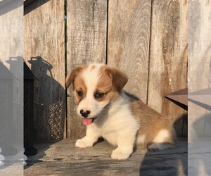 Pembroke Welsh Corgi Puppy for sale in FREDERICKSBG, OH, USA