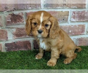 Cavalier King Charles Spaniel Puppy for sale in MOBERLY, MO, USA