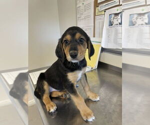 Border Collie-English Setter Mix Dogs for adoption in Bolivar, MO, USA