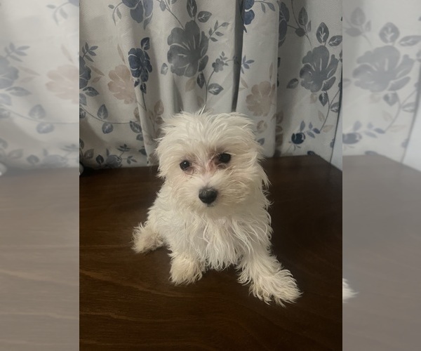 Medium Photo #13 Maltese Puppy For Sale in DURHAM, CT, USA