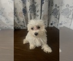 Small #12 Maltese