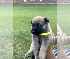 Belgian Malinois-Malinois Mix Puppy for sale in GUTHRIE, OK, USA