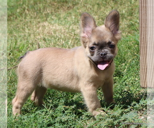 French Bulldog Puppy for sale in WINNSBORO, TX, USA