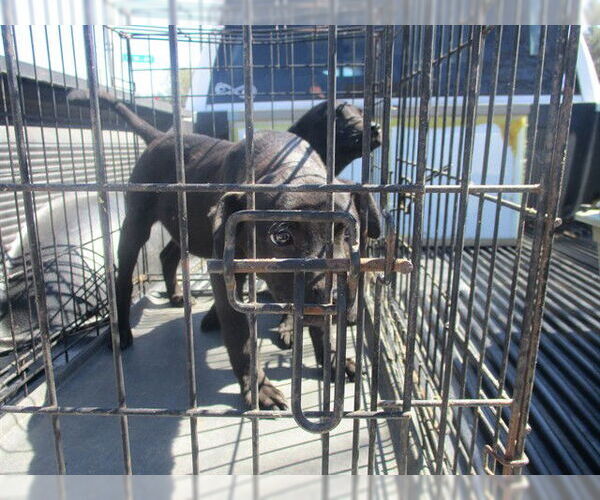Medium Photo #1 Labrador Retriever-Unknown Mix Puppy For Sale in Ocala, FL, USA
