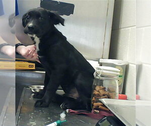 Labrador Retriever-Unknown Mix Dogs for adoption in Fayetteville, NC, USA