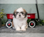 Small Photo #10 Shih Tzu Puppy For Sale in CLARE, MI, USA