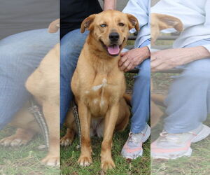 Golden Retriever-Unknown Mix Dogs for adoption in Bandera, TX, USA