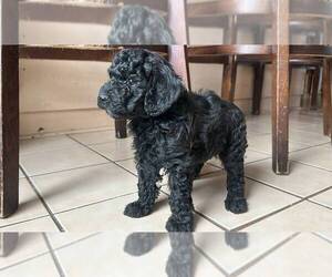 Poodle (Toy) Puppy for sale in GARDEN GROVE, CA, USA