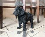 Small Poodle (Toy)