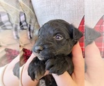 Puppy Apollo Aussiedoodle