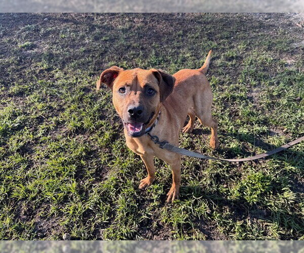 Medium Photo #4 Black Mouth Cur-Unknown Mix Puppy For Sale in Ocala, FL, USA
