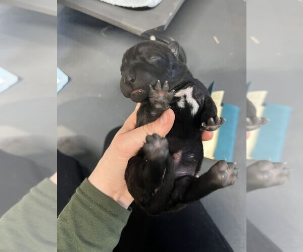 Medium Photo #1 Holland Shepherd-Unknown Mix Puppy For Sale in Imlay City, MI, USA