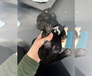 Holland Shepherd-Unknown Mix Dogs for adoption in Imlay City, MI, USA