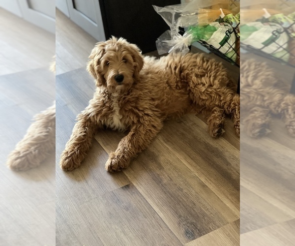 Medium Photo #15 Goldendoodle Puppy For Sale in SAN DIEGO, CA, USA