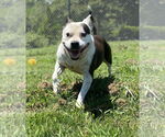 Small #7 American Pit Bull Terrier