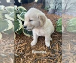 Small #2 Golden Retriever