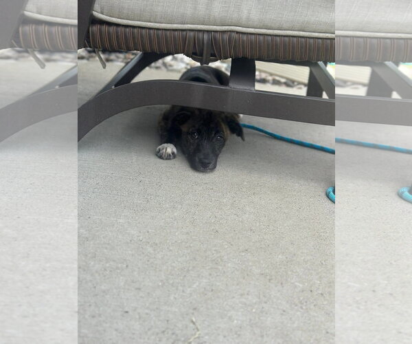 Medium Photo #4 Australian Shepherd-Unknown Mix Puppy For Sale in New London, WI, USA
